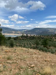 Bozdoğan Kemer Mahallesinde Satılık Zeytinli Tarla Bozdoğan Kemer Mahallesinde Satılık Zeytinli Tarla