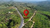Mera Emlaktan Çamcı Mh Asfalt Cepheli 7.700m2 Müstakil Zeytinlik Mera Emlaktan Çamcı Mh Asfalt Cepheli 7.700m2 Müstakil Zeytinlik