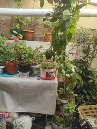 İlçe Merkezinde 140m2 Avlulu Tek Kat Müstakil Ev Mustafakemalpaşa Da İlçe Merkezinde 140m2 Avlulu Tek Kat Müstakil Ev Mustafakemalpaşa Da