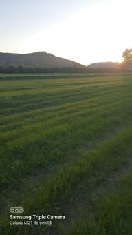 Ortaca Fevziye 7100 M2 Tarla Ortaca Fevziye 7100 M2 Tarla