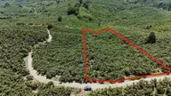2 Ton Mahsül Garantili Karapelit Mah Fındıklık 2 Ton Mahsül Garantili Karapelit Mah Fındıklık