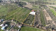 İzmir Menderes Dereköyde 3800 M2 Arsa 2 Katlı Ev-dam 120 Zeytin Agaçlı Çiftlik