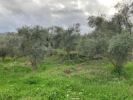 Daire Takaslı Sulu Zeytin Bahçesi 12.500 M2 Daire Takaslı Sulu Zeytin Bahçesi 12.500 M2