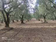 Bursa Mudanya Dereköyde Satılık 5,226 M2 Yola Cephe Bursa Mudanya Dereköyde Satılık 5,226 M2 Yola Cephe