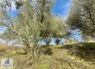 Osmancalı Da 950 M2 Zeytinlik, 24 Adet Trilye Osmancalı Da 950 M2 Zeytinlik, 24 Adet Trilye