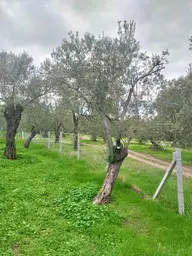 Havran Köylücede Yola Sıfır 500m² Tel Çevrili Zeytinlik