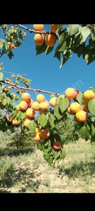 Akyurt Merkeze Çok Yakın Sahibinden Satılık Hobi Bahçesi Akyurt Merkeze Çok Yakın Sahibinden Satılık Hobi Bahçesi