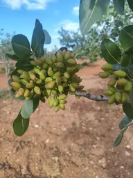 Akev Gayrimenkul'den Hamurkesen'de Bağ Evi Ve Fıstıklık Tek Tapu Akev Gayrimenkul'den Hamurkesen'de Bağ Evi Ve Fıstıklık Tek Tapu