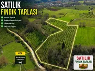 Sancak Emlak'tan Satılık Fındık Tarlası Sancak Emlak'tan Satılık Fındık Tarlası