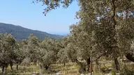 Deniz Gören Bakımlı Zeytinlik Deniz Gören Bakımlı Zeytinlik