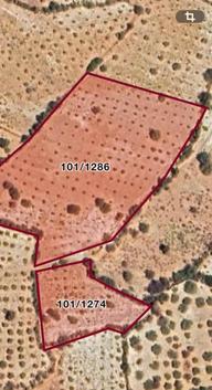 Örenpınarda Satılık Toplamı 13.000 M2 Zeytin Bahçesi