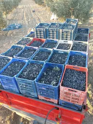 Satılık Zeytinlik Ve Tarla – Manisa Kırkağaç Yağmurlu Mahallesi ! Satılık Zeytinlik Ve Tarla – Manisa Kırkağaç Yağmurlu Mahallesi !