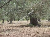 Ayvada Dan Ayvalık’ta 16 Dönüm Zeytinlik