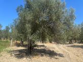 Ayvada'dan Ayvalık Kazımkarabekir 8 Dönüm Bakımlı Zeytinlik