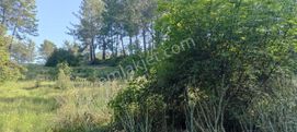 Dalaman Karacaağaç'ta Satılık 1000 M2 Satılık Tapulu Tarla
