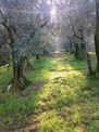 Alpaslan Emlaktan 8793m2 Umurbeyde 400 Zeytin 20 Ceviz