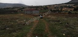 Uyaran79gayrimenkulden İçinde 2+1 Evi Olan 250 Fidanlı Zeytinlik
