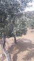 Seferihisar Yeni Orhanlıya Yürüme Mesafesinde Resmi Yolu Olan 18dönüm Zeytinlik