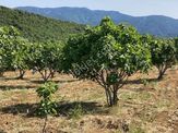 Karacasu Yetişkin Bakımlı İncir Bahçesi 18 Dönüm