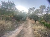 Balıkesir Burhaniyede Satılık Arazi