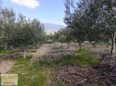 Selinos'dan Eğrigöl'de Yerleşime Yakın 2365 M2 Zeytinlik
