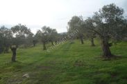 İzmir Torbalı Gold Emlaktan Bayındırda Satılık Zeytin Bahçesi