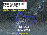 Milas Kalınağıl'da 13.475 M2 Zeytinlik