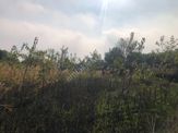 Şarköy De Işık Emlaktan Çınarlı Mah De 2400 M2 Kirazlık.