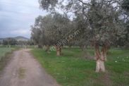 İzmir Torbalı Gold Emlaktan Satılık Zeytin Bahçesi