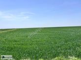 Karatay Zivecik'te 114.750m2 Müstakil Tapulu Satılık Tarla