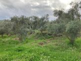 Daire Takaslı Sulu Zeytin Bahçesi 12.500 M2
