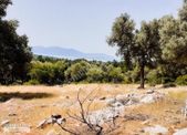 Satılık Zeytinlik Deniz Manzaralı, Verimli Ve Konum Avantajlı