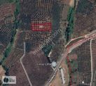 Yeniköy Girişinde Fırsat Zeytinlik