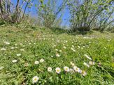 Ordu Perşembe Efirli Mahallesinde 8747 M2 Satılık Arazi