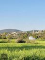 Milas Kuzyakada Satılık Tarla