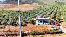 Salihli İğdecik'te Satılık 13031 M2 Zeytinlik (elektrik-su-ev)