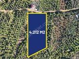 *yiğit Emlak Armutlu'dan*4212m2*zeytinlik