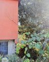 Giresun Görele Karaburunda Ev Ve Fındık Bahçesi