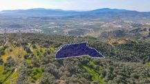 Selçuk Zafer Mahallesi'nde 9.680 M2 Verimli Zeytinlik