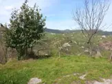 Satılık 8 Dönüm Fındık Bahcesi Giresun Merkezde