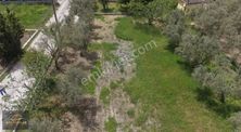 Muğla Fethiye Üzümlü Merkezde 789 M2 Tarla