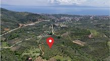 Termal Turizm Alanında İmara Yakın 26.192m2 Fırsat Zeytinlik