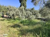 Milas Tuzabat Köyünde Satılık Doğa İçinde 1.800 M² Tarla