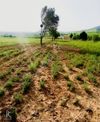 Denizli Acıpayam Akalan 1166 Ada 10 Par 2.072m2 Tarla