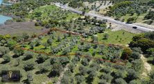 Çankkale Gökçeada Zeytinli Köyde 3.000 M2 Zeytinlik