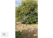 Mersin-erdemli-arpaçbahşiş De Acill Satılık Limon Bahçesi