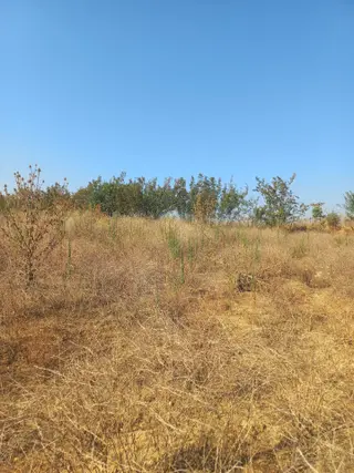 Acil Bilecik Söğüt'de Gecitli Köyüne 1 Km Yakınlıkta Tarla