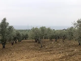 Şarköyde Işık Emlaktan Eriklice Mah De 23169 M2 M2 Zeytinlik
