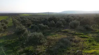 Manisa Akhisar Kayalıoğlu Asfalt Sıfır Tek Tapu Trilya Zeytinlik