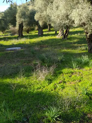Muğla Milas Bafa Köyünde Satılık 3 Dönüm 222 Metrekare Zeytinlik